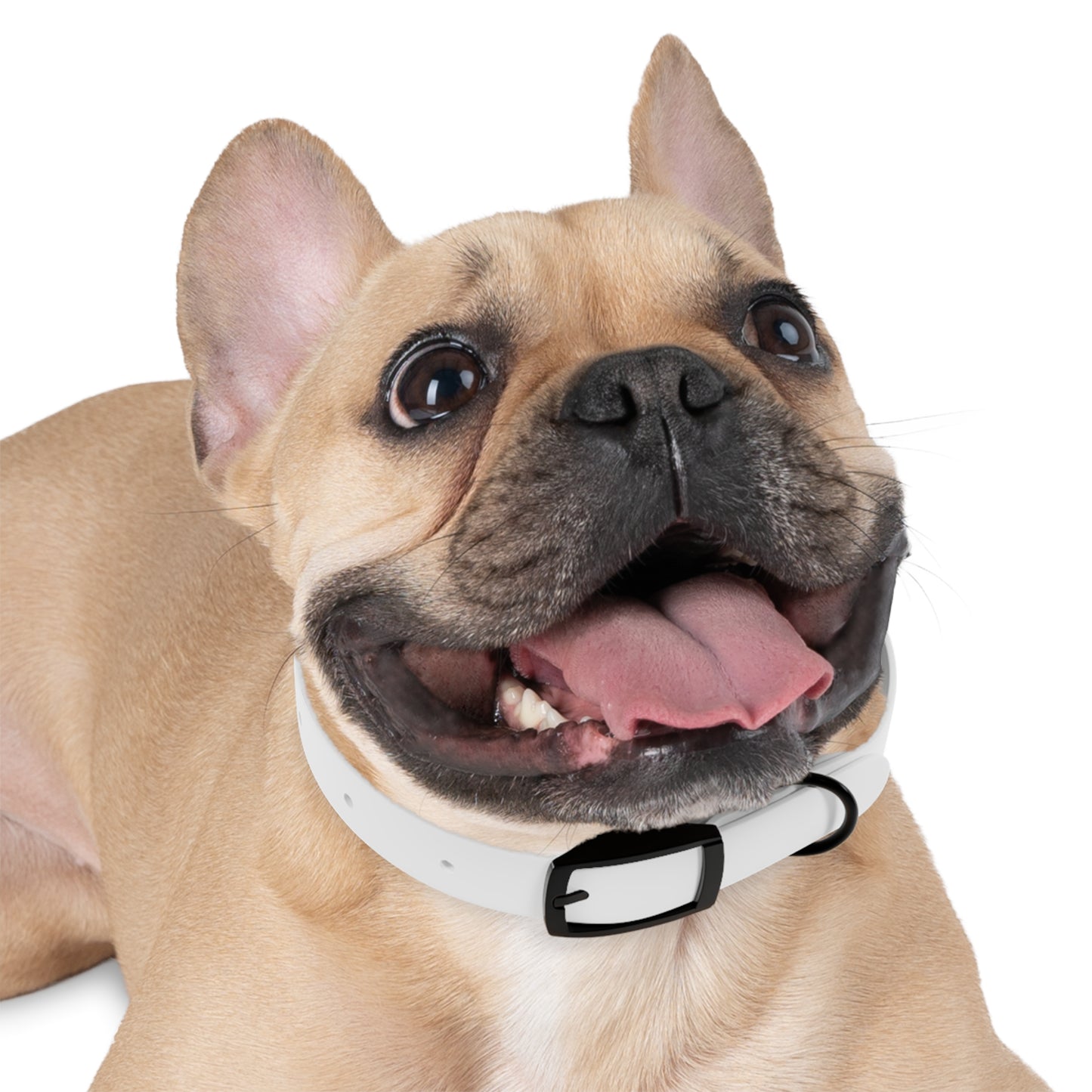 Graffiti Logo Dog Collar