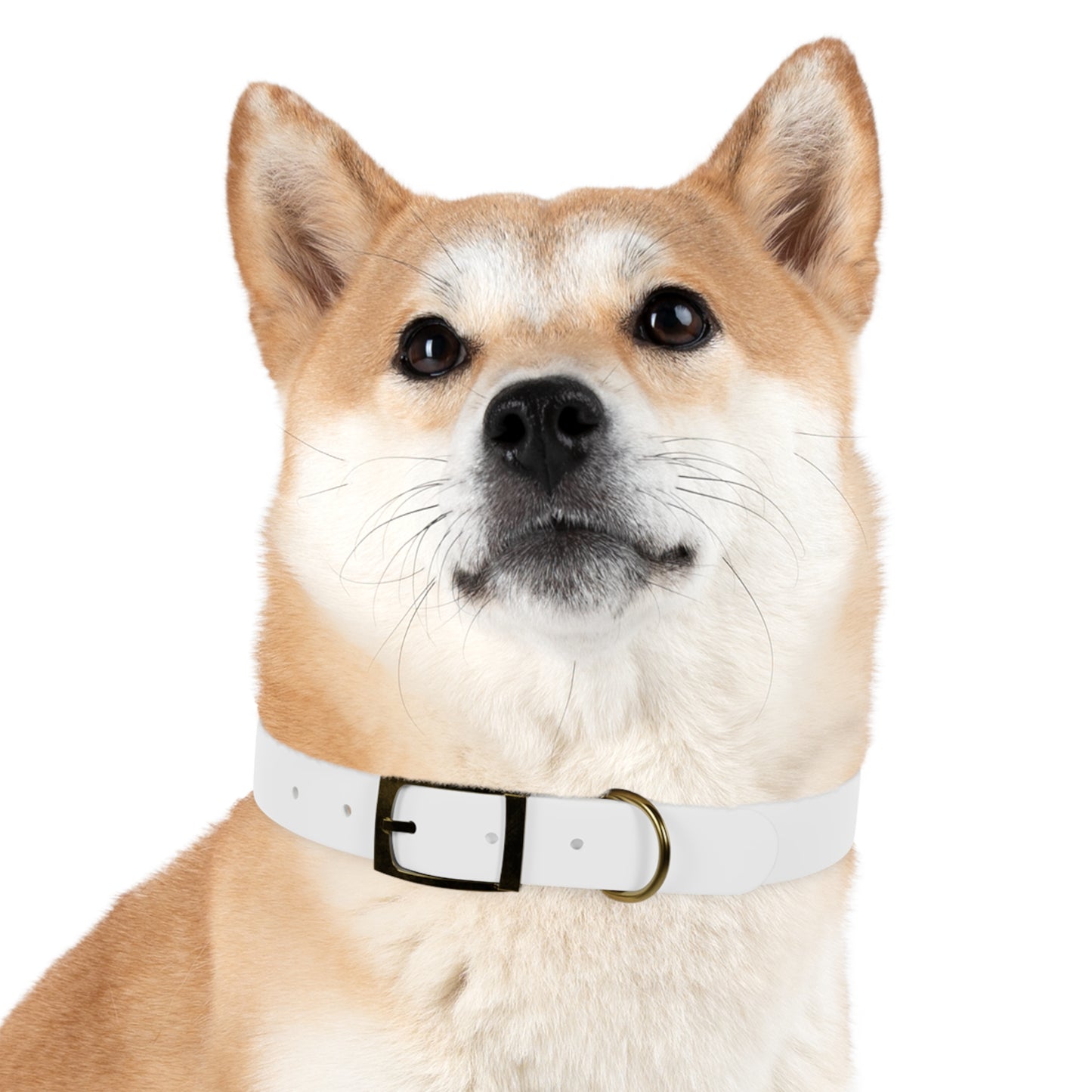 Graffiti Logo Dog Collar